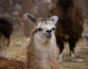 Andean wildlife. Portrait of a llama kept in captivity. Its brown and white fur, long neck, ears and muzzle. © Gonzalo