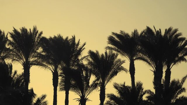 Silhouette of palm trees at sunset with beautiful orange sky