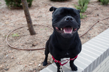 Perro staffy de pelo negro sonriendo