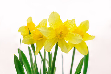 Large yellow daffodils (Narcissus) in a spring garden