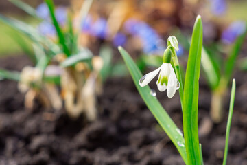White snowdrop (Galanthus) in early spring, first flowers.