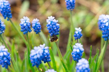 Blue flowers muscari and bumblebee in the spring garden. Natural flower background
