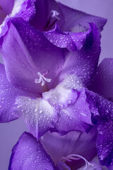Delicate flower of gladiolus in water drops. Purple floral background