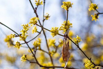 Small yellow flowers on the branch