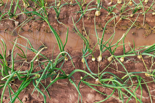 Valencia, Spain: 03.21.2021; The onion bilb on the soil