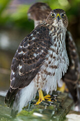 Portrait of a Young Coopers Hawk (Accipiter cooperii)