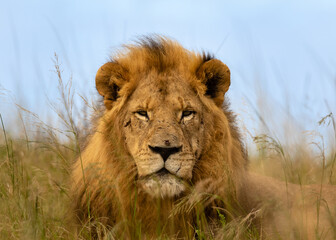 portrait of a big male African lion in the grass