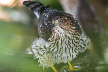 Portrait of a Young Coopers Hawk (Accipiter cooperii)
