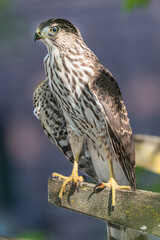 Portrait of a Young Coopers Hawk (Accipiter cooperii)