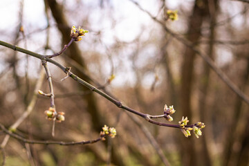 Tree branch with small spring buds
