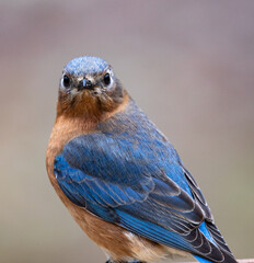 Eastern Bluebird