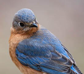 Eastern Bluebird