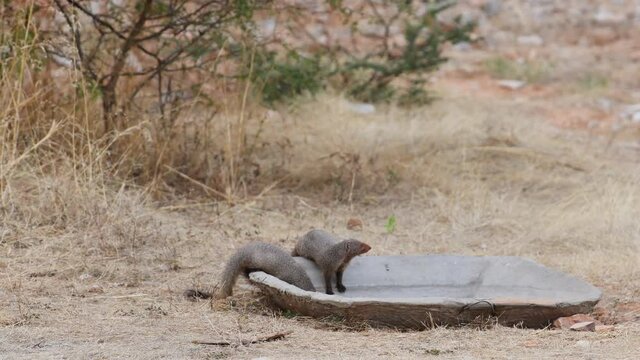 full shot of Indian grey mongoose or Herpestes edwardsii pair in action quenching thirst or drinking water during safari at jhalana leopard or forest reserve jaipur rajasthan india