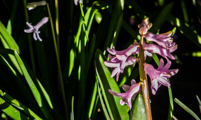 purple iris flowers