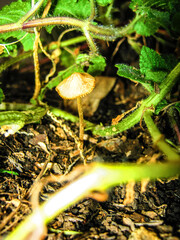 mushroom in the forest