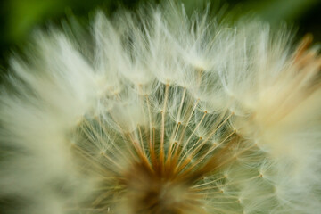 Dandelion seeds, close up dandelion plant. Nature pattern background.