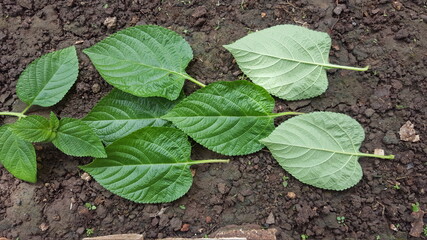plant in the garden