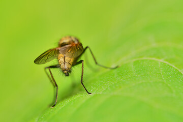 The back of the torso of a fly on a green background. High quality photo