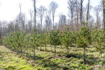 Wiederaufforstung durch Anpflanzung von Jungbäumen im Mischwald