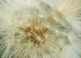 Dandelion seeds, close up dandelion plant. Nature pattern background.
