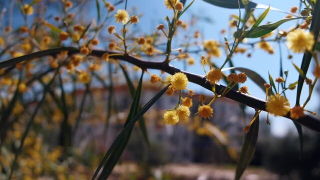 Branches of acacia retinodes strewn with yellow fluffy flowers selective focus