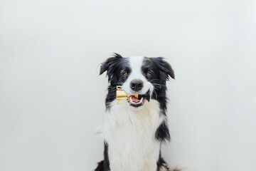 Naklejka na ściany i meble Cute puppy dog border collie holding miniature champion trophy cup in mouth isolated on white background. Winner champion funny dog. Victory first place of competition. Winning or success concept.