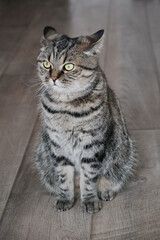 Serious cat sitting on wooden flor and looking away. Portrait of domestic cat.