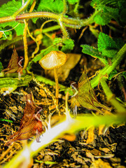 mushroom in the forest