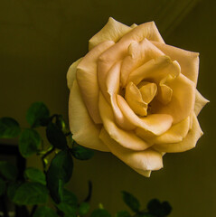 yellow rose on a green background