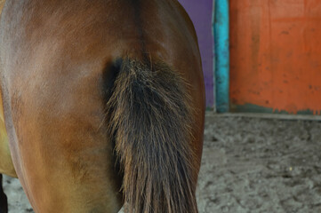Back view of brown horse tail in farm