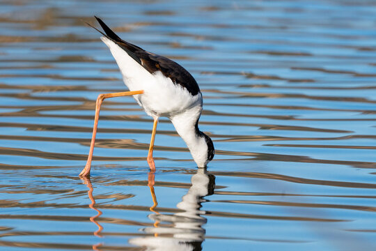 Black Necked Stilt