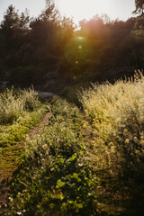 Path in the field at sunset.