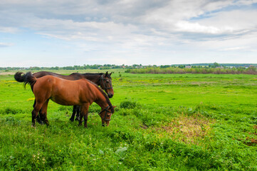 Obraz premium wild horse on a large meadow with beautiful scenery of blue sky and quiet at sunrise