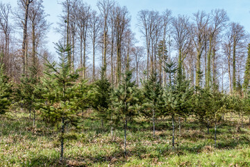 Fototapeta na wymiar Wiederaufforstung durch Anpflanzung von Jungbäumen im Mischwald