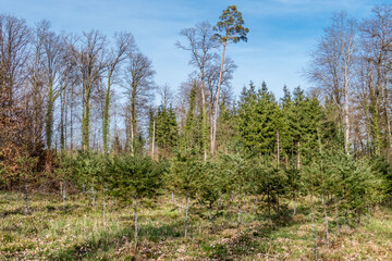 Wiederaufforstung durch Anpflanzung von Jungbäumen im Mischwald