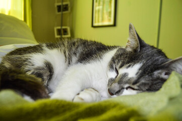 cat sleeping on the bed