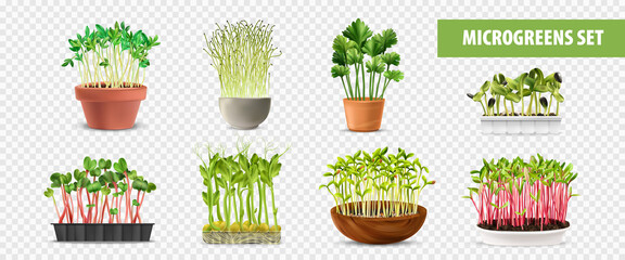 Fototapeta premium Healthy Microgreens Transparent Set