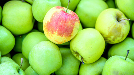 Green apples. Apple background. Picture for advertising apples