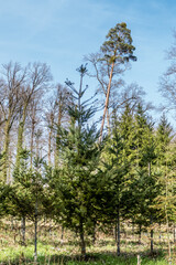 Obraz premium Wiederaufforstung durch Anpflanzung von Jungbäumen im Mischwald