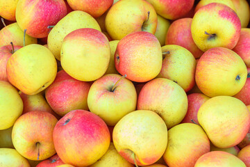 Juicy yellow-red apples in close-up.