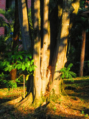 forest in autumn enlighten