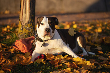 Staffordshire terrier on a walk in the park in autumn