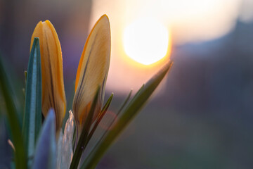 Close-Up Saffron Crocuses in the garden Spring April 2021