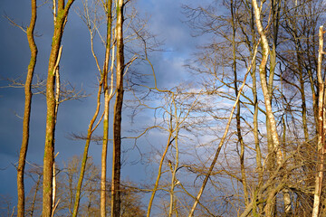 Waldsterben tote Bäume