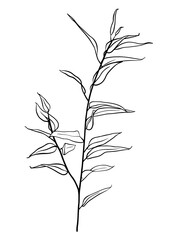 A branch of eucalyptus. Contour drawing by hand. Doodle style.