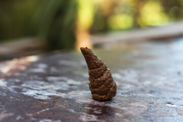 Dog poop standing on a sunny day in the natural background. Horizontal image
