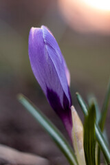 Fototapeta premium Close-Up Saffron Crocuses in the garden Spring April 2021