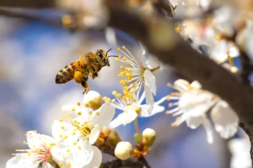 Poster Im Rahmen Flying honey bee collecting pollen from tree blossom. © MPeev
