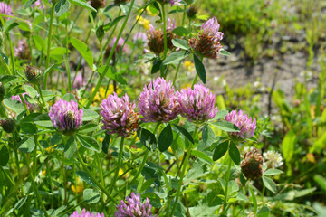 Clover (Trifolium pratense) grows in the meadow among the grasses