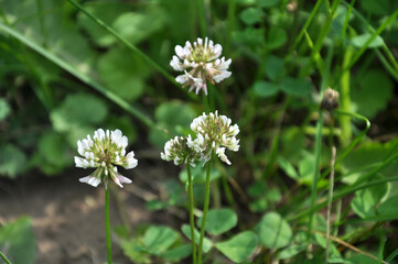 Fototapeta premium White clover blooms